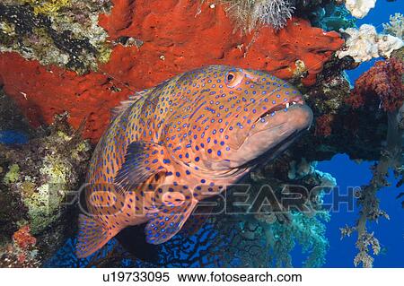 Stock Photography - Red Hind or Coral Grouper Cephalopholis miniata under coral overhang. Normally very shy, this grouper was content to let me get close and compose a good shot. 26-6-07. Fotosearch
