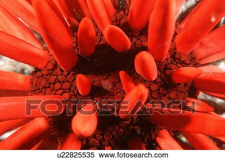 Red Pencil Urchin (Heterocentrotus mammilattus), Blowhole, Oahu, Hawaii (N. Pacific) View Large Photo Image Stock Photography - Red Pencil Urchin (Heterocentrotus mammilattus), Blowhole, Oahu, Hawaii (N. Pacific). Fotosearch