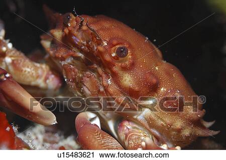 Stock Image - red Ridged Clinging Crab (Mithrax forceps) nice profile of crab's head and claws in a small dark cavern, Cayman Brac, Cayman Islands, Caribbean. Fotosearch
