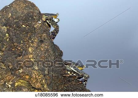 Stock Photograph - Red rock crab, Grapsus grapsus, St. Peter and St. Paul's rocks, Brazil, Atlantic Ocean . Fotosearch