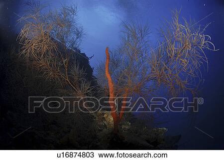 Stock Image - Red rope sponges (Aplysina caulifrons) on underwater cliff with precious black coral, Little Cayman Island, Cayman Islands, Caribbean. Fotosearch