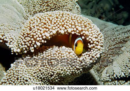 Picture - Red Sea anemone fish (Amphiprion bicinctus) in Haddons's anemone (Stichodactyla haddoni) Na'ama Bay; Sharm El Sheikh; South Sinai; Red Sea; Egypt.. Fotosearch