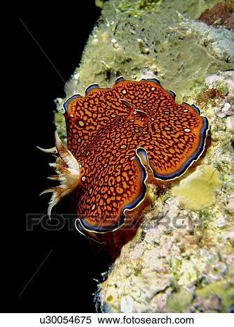 Red Sea chromodoris or Charlotta's chromodoris (Chromodoris Charlottae). Little is known of this species habits or biology. Marsa Shagra, Marsa Alaam, Red Sea, Egypt. View Large Photo Image Stock Photography - Red Sea chromodoris or Charlotta's chromodoris (Chromodoris Charlottae). Little is known of this species habits or biology. Marsa Shagra, Marsa Alaam, Red Sea, Egypt.. Fotosearch