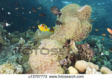 Red Sea clownfish (Amphiprion bicinctus) with damselfishes in Egyptian Red Sea seascape with sea anemone and scenic View Large Photo Image Stock Image - Red Sea clownfish (Amphiprion bicinctus) with damselfishes in Egyptian Red Sea seascape with sea anemone and scenic. Fotosearch