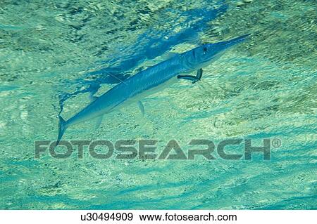 Red Sea Needlefish Tylosurus choram. Typically just beneath the surface, this needlefish is being cleaned by two cleaner fishes. 30-6-07 (rr) View Large Photo Image Stock Photo - Red Sea Needlefish Tylosurus choram. Typically just beneath the surface, this needlefish is being cleaned by two cleaner fishes. 30-6-07 (rr). Fotosearch