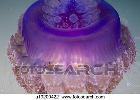 Red Sea. View Large Photo Image Stock Image - Red Sea.. Fotosearch