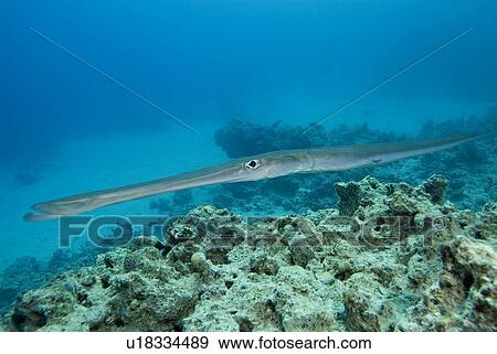 Stock Photo - Red Sea.. Fotosearch