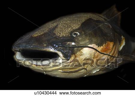 Red tailed catfish, Phractocephalus hemiliopterus, Manaus, Amazonas, Brazil View Large Photo Image Picture - Red tailed catfish, Phractocephalus hemiliopterus, Manaus, Amazonas, Brazil. Fotosearch