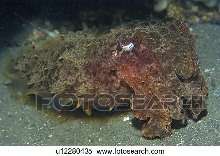 Stock Photography - Reef Cuttlefish (Sepia sp. ) at night, Dumaguete, s Island, Philippines. Fotosearch