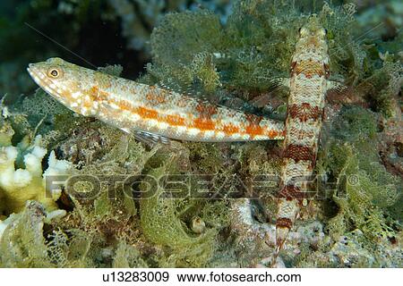 Reef Lizardfish (Synodus variegatus) Namu Atoll, Marshall Islands (N. Pacific) View Large Photo Image Stock Photo - Reef Lizardfish (Synodus variegatus) Namu Atoll, Marshall Islands (N. Pacific). Fotosearch