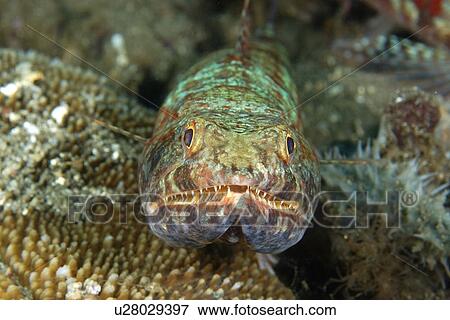 Stock Photo - Reef lizardfish, Synodus variegatus, Dauin, Dumaguete, s Island, Philippines. Fotosearch