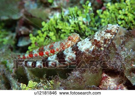 Reef lizardfish, (Synodus variegatus), Rongelap, Marshall Islands (N. Pacific) View Large Photo Image Stock Photograph - Reef lizardfish, (Synodus variegatus), Rongelap, Marshall Islands (N. Pacific). Fotosearch
