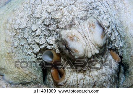 Reef octopus, Octopus cyanea, eye and siphon detail, Rongelap, Marshall Islands, Micronesia View Large Photo Image Stock Photo - Reef octopus, Octopus cyanea, eye and siphon detail, Rongelap, Marshall Islands, Micronesia. Fotosearch