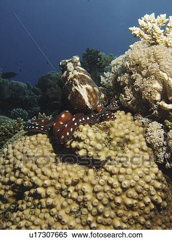 Stock Photography - Reef Octopus ( Octopus cyaneus ) perched on top of a coral block. Dahab. Red Sea. Egypt . Fotosearch