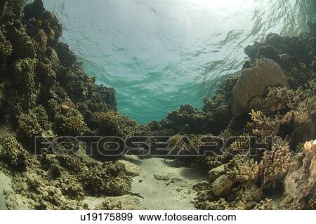 Stock Photo - Reef Scene. Dahab, Red Sea, Egypt.. Fotosearch