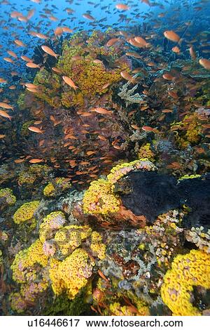 Reef wall covered with orange cup coral, Tubastrea faulkneri, Verde Island, Philippines View Large Photo Image Stock Photo - Reef wall covered with orange cup coral, Tubastrea faulkneri, Verde Island, Philippines. Fotosearch