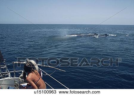 Researchers studying Sperm whales (Physeter macrocephalus) Galapagos Islands, Ecuador View Large Photo Image Stock Image - Researchers studying Sperm whales (Physeter macrocephalus) Galapagos Islands, Ecuador. Fotosearch