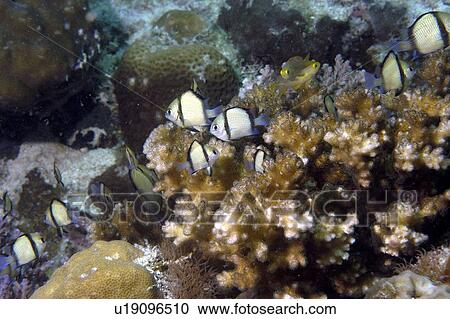 Reticulated Dascyllus (Dascyllus reticulatus). Borneo, Malaysia View Large Photo Image Stock Image - Reticulated Dascyllus (Dascyllus reticulatus). Borneo, Malaysia. Fotosearch