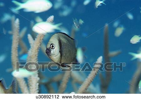 Reticulated dascyllus, Dascyllus reticulatus, Rongelap, Marshall Islands, Micronesia View Large Photo Image Stock Image - Reticulated dascyllus, Dascyllus reticulatus, Rongelap, Marshall Islands, Micronesia. Fotosearch