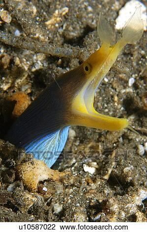 Ribbon eel, Rhinomuraena quaesita, Dumaguete, s Island, Philippines View Large Photo Image Stock Image - Ribbon eel, Rhinomuraena quaesita, Dumaguete, s Island, Philippines. Fotosearch