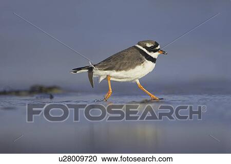 Ringed Plover (Charadrius hiaticula) running along shallow water on beach in search of grubs in the sand and shallows. Gott bay, Argyll, Scotland, UK View Large Photo Image Stock Image - Ringed Plover (Charadrius hiaticula) running along shallow water on beach in search of grubs in the sand and shallows. Gott bay, Argyll, Scotland, UK. Fotosearch