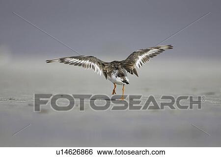 Stock Photograph - Ringed Plover (Charadrius hiaticula) taking off from a sandy beach wings outstretched. Gott bay, Argyll, Scotland, UK. Fotosearch