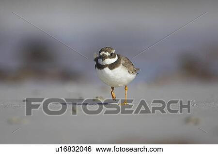 Stock Photograph - Ringed Plover (Charadrius hiaticula) running along beach in search of grubs in the sand. Gott bay, Argyll, Scotland, UK. Fotosearch