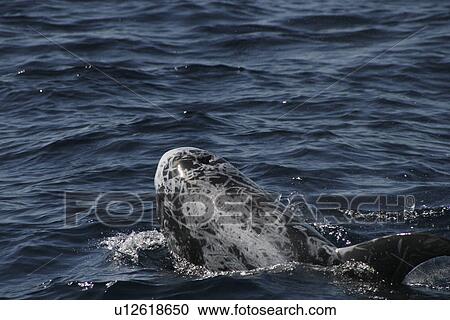 Risso's dolphin, Grampus griseus, at the surface in the Azores showing multiple scars along its back View Large Photo Image Stock Image - Risso's dolphin, Grampus griseus, at the surface in the Azores showing multiple scars along its back. Fotosearch