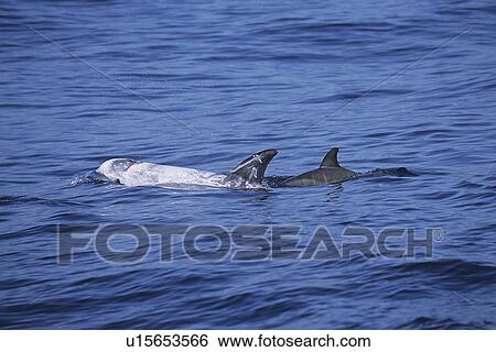 Risso's dolphin (Grampus griseus) close look at a calf surfacing next to its mother, fetal folds are visible. Monterey Bay, California, USA, Pacific Ocean, National Marine Sanctuary View Large Photo Image Stock Photograph - Risso's dolphin (Grampus griseus) close look at a calf surfacing next to its mother, fetal folds are visible. Monterey Bay, California, USA, Pacific Ocean, National Marine Sanctuary. Fotosearch