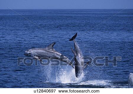 Rissos dolphin, Grampus griseus, double breach or tandem breach, high leap, one animal makes a complete flip or somersault, Monterey bay California, USA, Pacific ocean, national marine sanctuary View Large Photo Image Stock Photo - Rissos dolphin, Grampus griseus, double breach or tandem breach, high leap, one animal makes a complete flip or somersault, Monterey bay California, USA, Pacific ocean, national marine sanctuary. Fotosearch