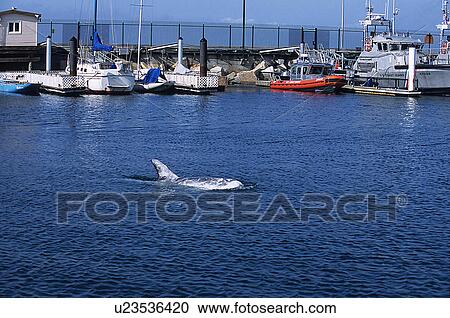 Risso's dolphin (Grampus griseus) lost inside Monterey harbour, Monterey Bay, California, USA View Large Photo Image Stock Image - Risso's dolphin (Grampus griseus) lost inside Monterey harbour, Monterey Bay, California, USA. Fotosearch