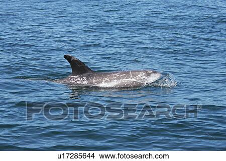 Risso's Dolphin (Grampus griseus). Pembrokeshire, Wales, UK View Large Photo Image Picture - Risso's Dolphin (Grampus griseus). Pembrokeshire, Wales, UK. Fotosearch