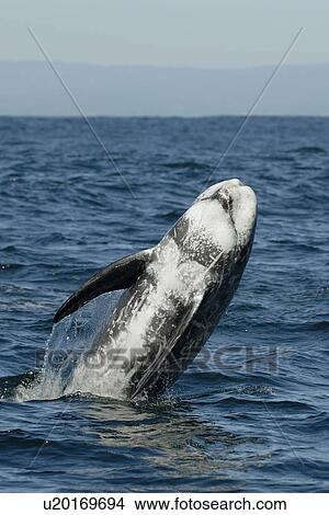 Risso's dolphin (Grampus griseus) breaching. National marine sanctuary, Monterey bay, California Pacific ocean, USA. View Large Photo Image Picture - Risso's dolphin (Grampus griseus) breaching. National marine sanctuary, Monterey bay, California Pacific ocean, USA.. Fotosearch