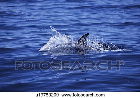 Stock Photo - Risso's dolphin, Grampus griseus, speed swimming, Monterey bay California, Pacific ocean, usa, national marine sanctuary. Fotosearch