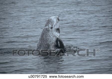 Risso's dolphin (Grampus griseus) spy hop. National marine sanctuary, Monterey bay, California Pacific ocean, USA. View Large Photo Image Stock Photography - Risso's dolphin (Grampus griseus) spy hop. National marine sanctuary, Monterey bay, California Pacific ocean, USA.. Fotosearch