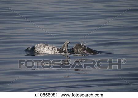 Stock Image - Risso's Dolphin (Grampus griseus) mother and calf Azores. Fotosearch