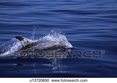 Risso's dolphin (Grampus griseus) surfacing at speed with eye and natural scarring visible. Monterey Bay, California, USA View Large Photo Image Stock Image - Risso's dolphin (Grampus griseus) surfacing at speed with eye and natural scarring visible. Monterey Bay, California, USA. Fotosearch