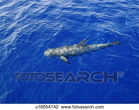 Stock Image - Risso's dolphin (Grampus griseus) sunbathing on the surface. Woodhouse Reef, Sharm El Sheikh, South Sinai, Red Sea, Egypt.. Fotosearch