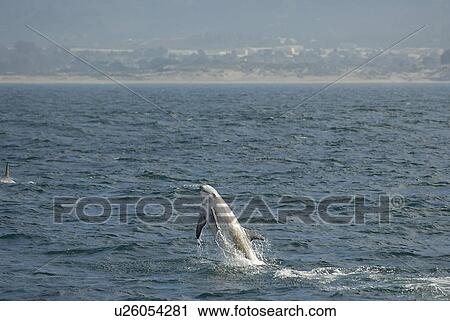 Stock Image - Risso's dolphin (Grampus griseus) breaching, Monterey Bay, California, Pacific Ocean, USA, National Marine Sanctuary. Fotosearch