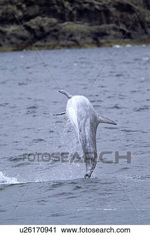 Risso's dolphin (Grampus griseus) showing typical percussive behaviour: repeatedly leaping out of the water to land with a loud splash. Hebrides, Scotland. View Large Photo Image Stock Image - Risso's dolphin (Grampus griseus) showing typical percussive behaviour: repeatedly leaping out of the water to land with a loud splash. Hebrides, Scotland. . Fotosearch