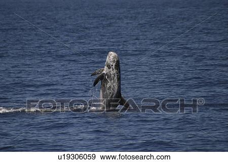Risso's Dolphin, Grampus griseus, breaching off the Azores Islands View Large Photo Image Stock Photo - Risso's Dolphin, Grampus griseus, breaching off the Azores Islands. Fotosearch