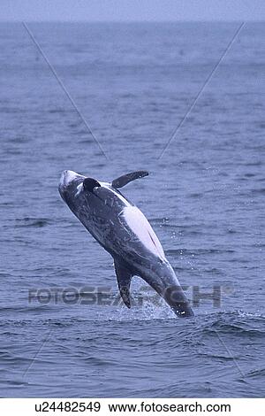 Risso's dolphin (Grampus griseus) breaching, Monterey Bay, California, USA View Large Photo Image Stock Photo - Risso's dolphin (Grampus griseus) breaching, Monterey Bay, California, USA. Fotosearch
