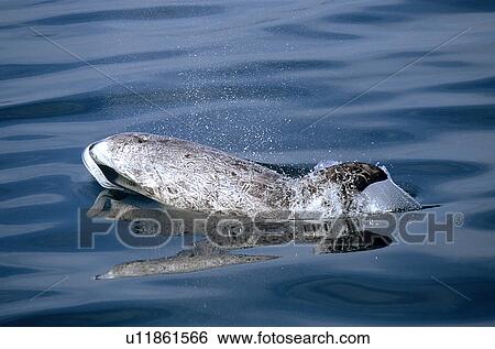 Risso's dolphin (Grampus griseus) surfacing. National marine sanctuary, Monterey bay, California Pacific ocean, USA. View Large Photo Image Stock Photograph - Risso's dolphin (Grampus griseus) surfacing. National marine sanctuary, Monterey bay, California Pacific ocean, USA.. Fotosearch