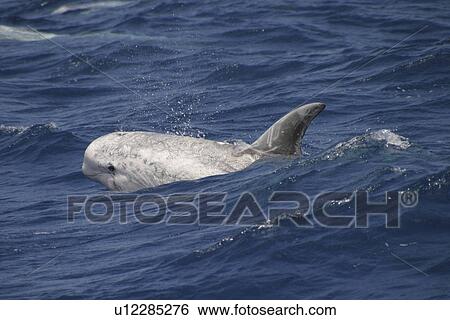 Stock Photograph - Risso's dolphin, Grampus griseus, shoots out of a wave in the Azores. Fotosearch