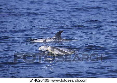 Stock Photography - Risso's dolphin (Grampus griseus) mother and calf, eye, mouth and fatal folds are clearly visible. Monterey Bay, California, USA, Pacific Ocean, National Marine Sanctuary. Fotosearch