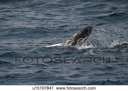 Risso's dolphin (Grampus griseus) tail slapping. Azores, Atlantic Ocean View Large Photo Image Stock Image - Risso's dolphin (Grampus griseus) tail slapping. Azores, Atlantic Ocean. Fotosearch