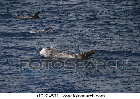 Stock Image - Risso's dolphin surfacing to exhale (Grampus griseus) Azores, Atlantic Ocean. Fotosearch