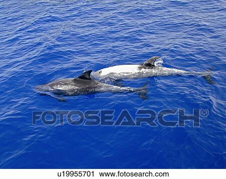 Risso's dolphins (Grampus griseus) sunbathing on the surface. Woodhouse Reef, Sharm El Sheikh, South Sinai, Red Sea, Egypt. View Large Photo Image Stock Image - Risso's dolphins (Grampus griseus) sunbathing on the surface. Woodhouse Reef, Sharm El Sheikh, South Sinai, Red Sea, Egypt.. Fotosearch