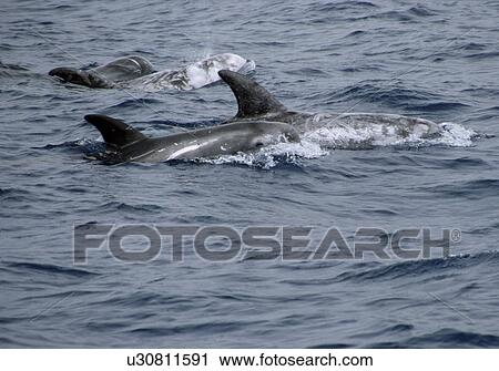 Risso's dolphins (Grampus griseus) surfacing in tight group showing scarred backs and fins. Canary Islands, North Atlantic. View Large Photo Image Stock Image - Risso's dolphins (Grampus griseus) surfacing in tight group showing scarred backs and fins. Canary Islands, North Atlantic. . Fotosearch