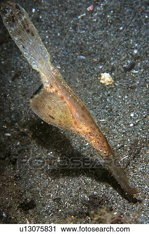 Stock Image - Robust ghost pipefish, Solenostomus cyanopterus, Dumaguete, s Island, Philippines. Fotosearch